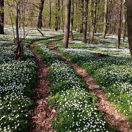 Gaestehaus Astrids Strandmuschel Affittacamere